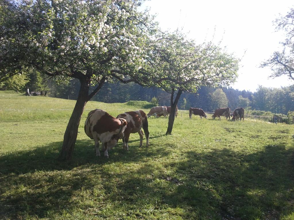 Apartament Haus Schrei Grundlsee Zewnętrze zdjęcie